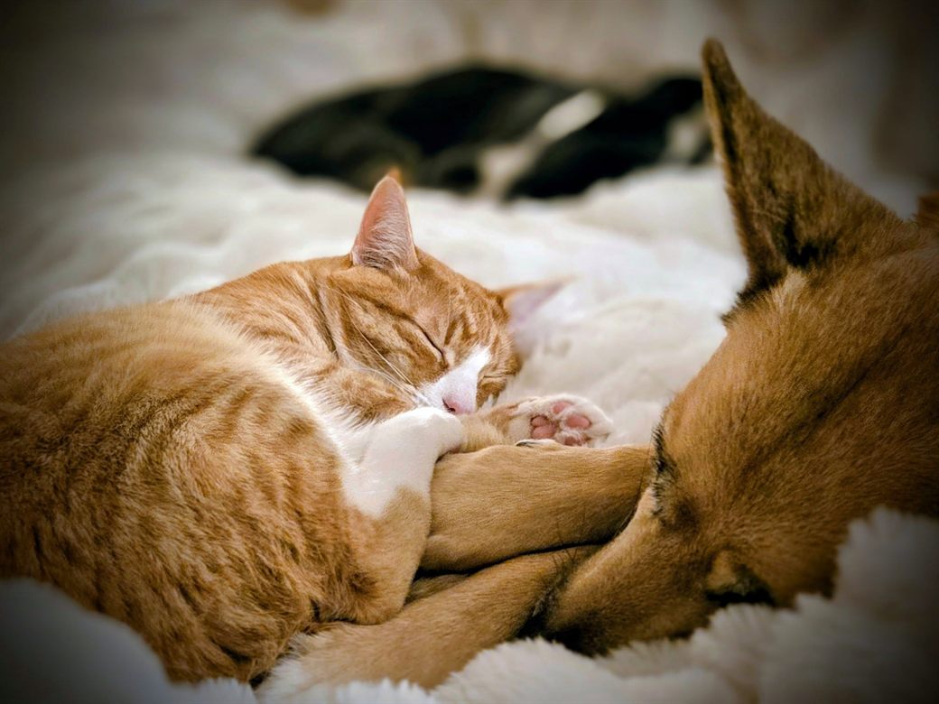 Apollo, an orange cat, asleep curled against Aurora's paw, with Sammy resting behind them