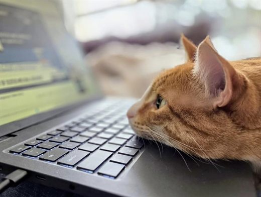 Apollo, an orange cat, resting his chin on a laptop keyboard and watching the screen
