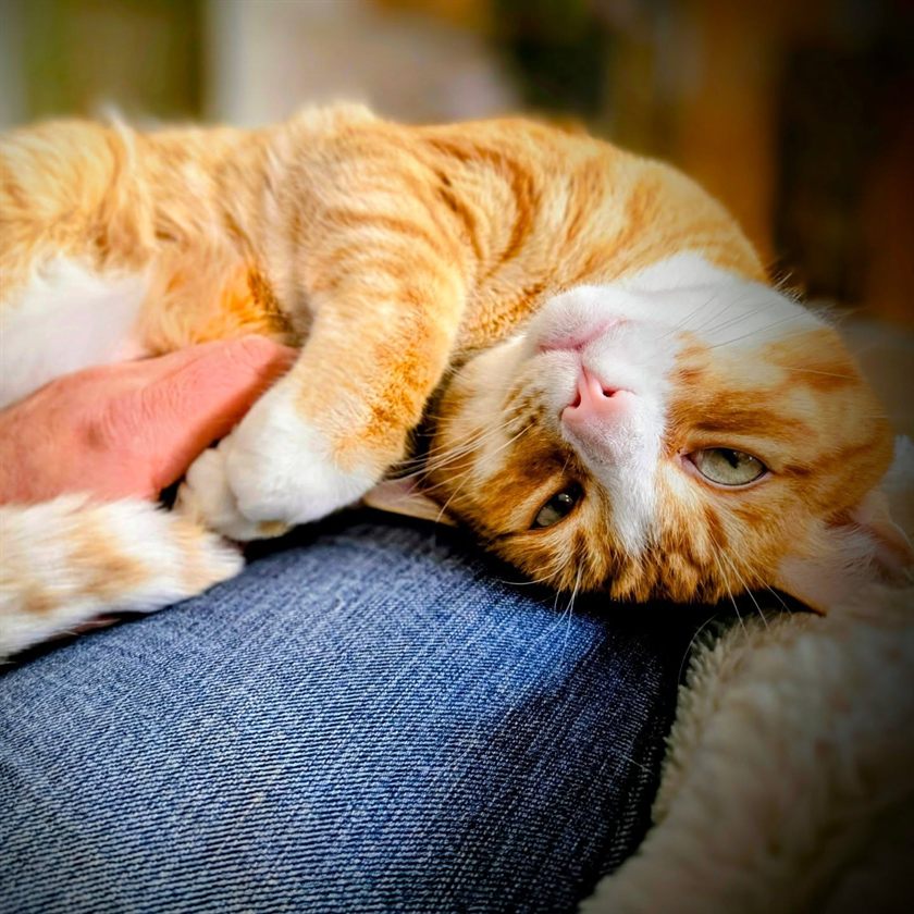 Apollo, an orange and white cat, lying upside down across Jodene's lap with her hand resting on him