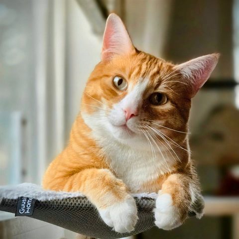 Apollo, an orange and white cat, resting in a window hammock