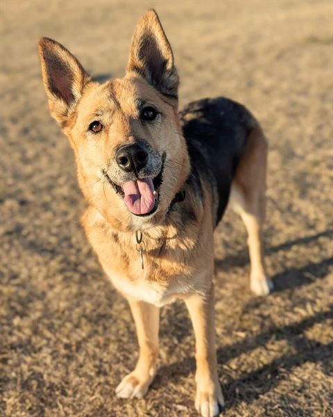Aurora, a tan and black shepherd mix, smiling in the evening sun