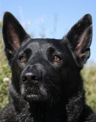 Bosco