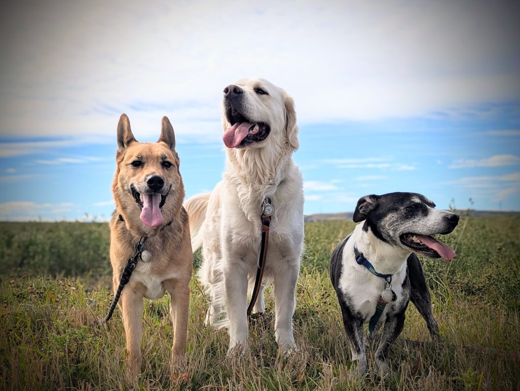 Jodene's dogs — Aurora, Howard, and Sammy