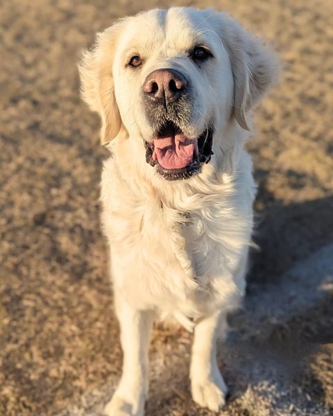 Howard, a cream-coloured retriever, sitting and looking up