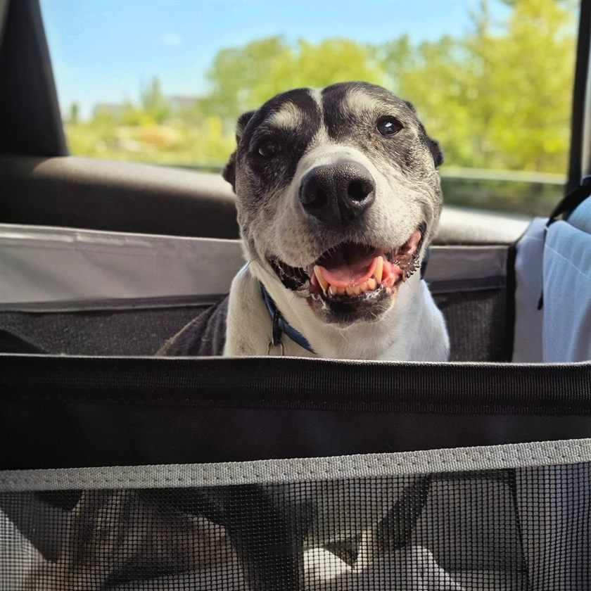 Sammy, a grey and white senior dog, grinning from his car seat on a sunny day