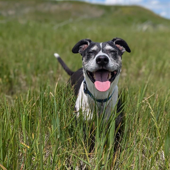 Sammy, a black and white senior dog, grinning through tall grass