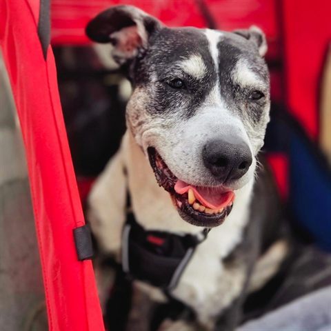 Sammy, a grey and white senior dog, grinning from his red stroller